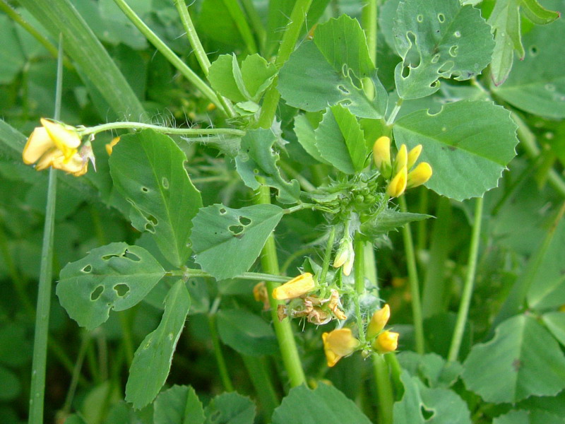 Medicago arabica